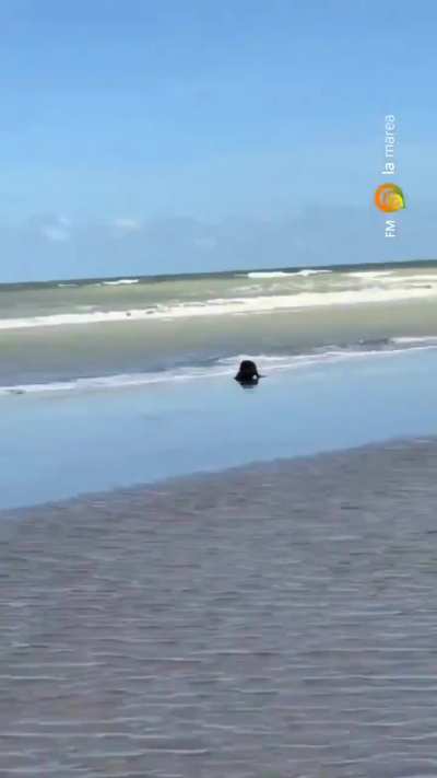 Apareció un lobo marino en las toninas Y una guardavidas se tuvo que plantar contra toda la orda de pelotudos que lo querían agarrar.