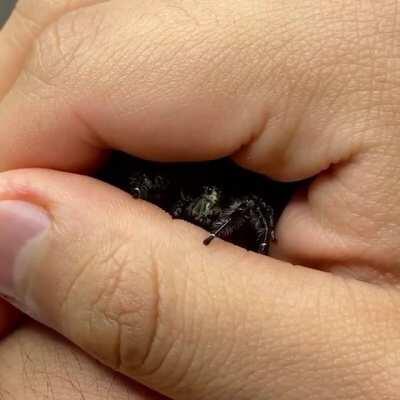 This Hyllus diardi wants to say hello❤️