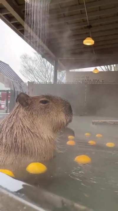 welcome to capybara spa