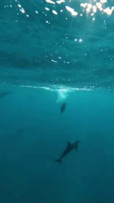 Dolphin jumping out of the water
