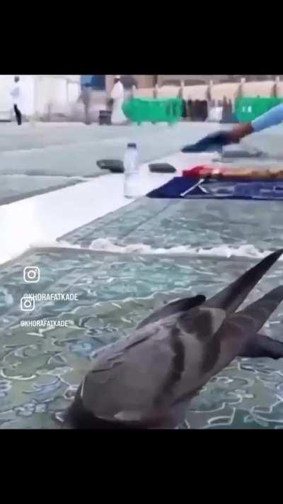 pigeon praying, inshallah 🕋 