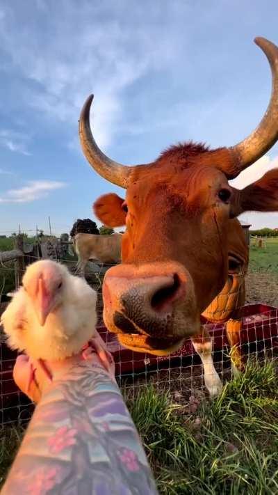 The largest and smallest residents of Here With Us Farm Sanctuary have begun an unlikely friendship. Leo the cow is fascinated by Doodle the chick
