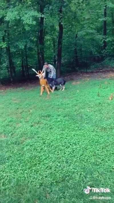 “Big scary dog” is actually a big baby.