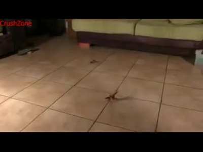 Kassandra Crawdad Walkover