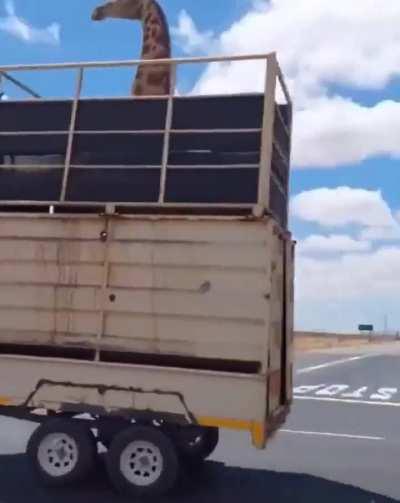 My giraffe people need me