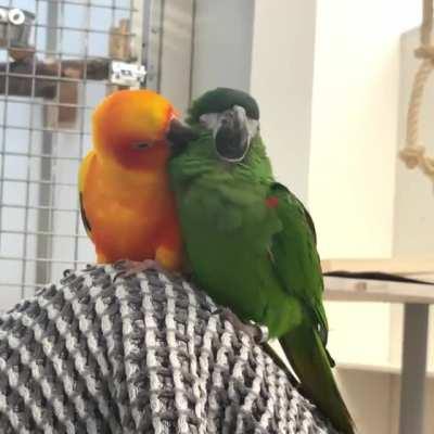 We rehomed these little guys 2020, Sun Conure Mango & Red Shouldered Macaw Kiwi (We run a parrot sanctuary/rescue home)