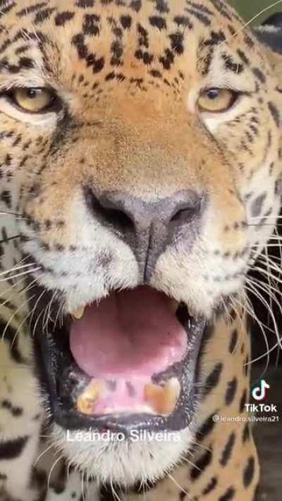 Sound up: jaguar growling like a V8 engine