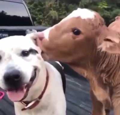 There is no meaningful difference! 🐕🐄