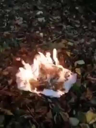Burning ballots