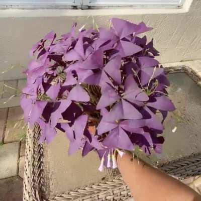 This Oxalis is really taking flight