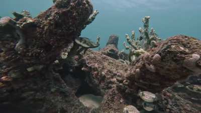 [OC] Pufferfish everywhere.