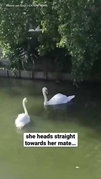 Two loving swans are reunited and their joy is absolutely infectious.