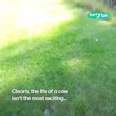 A corgi, a stick, some cows