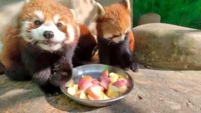 Look how cutely they eat <3