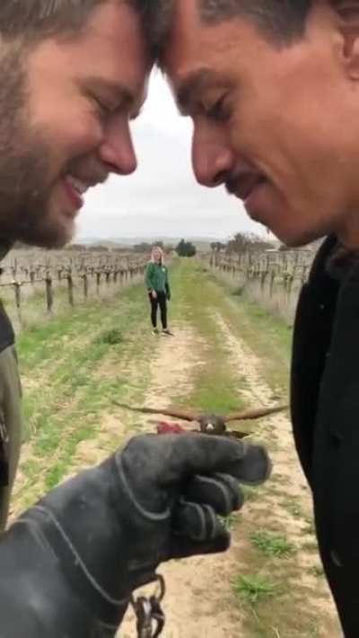 🔥 The binocular vision of hawks surpasses that of humans by a factor of 9