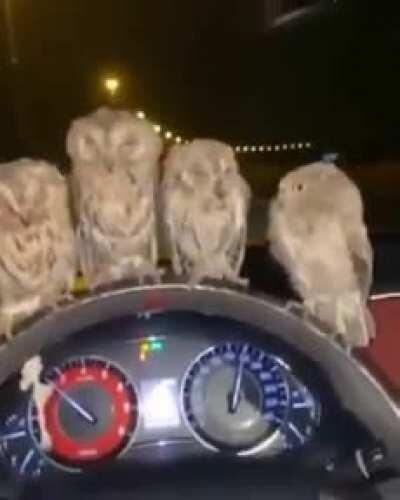 hmmm🦉