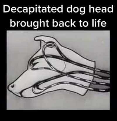 Dog Head brought back to life
