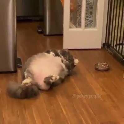 Chonker can't reach the bowl