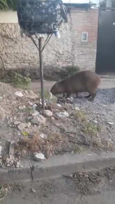 Sad carpincho es víctima de especismo.