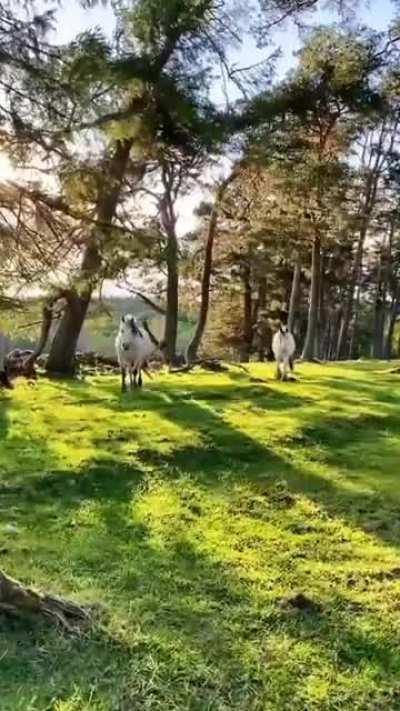 🔥 Surrounded by horses in magnificent scenery