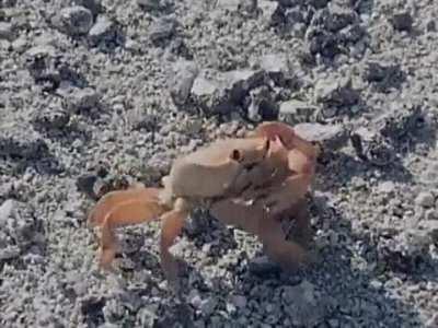 Crab amputating it's own arm