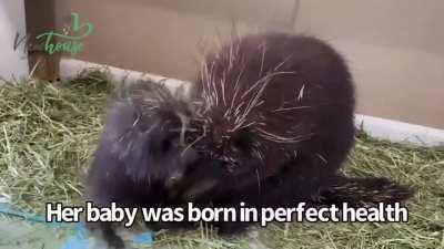 This little porcupette likes to test the patience of her mother at Newhouse Wildlife Rescue in Massachusetts.