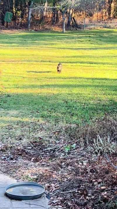 Neighbor kitty’s long walk to be pet