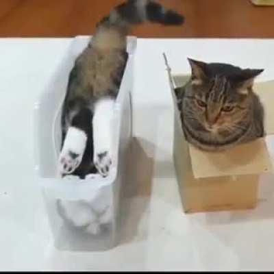 Разные Котики