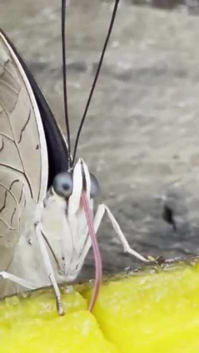 Thanks, I hate butterflies now.