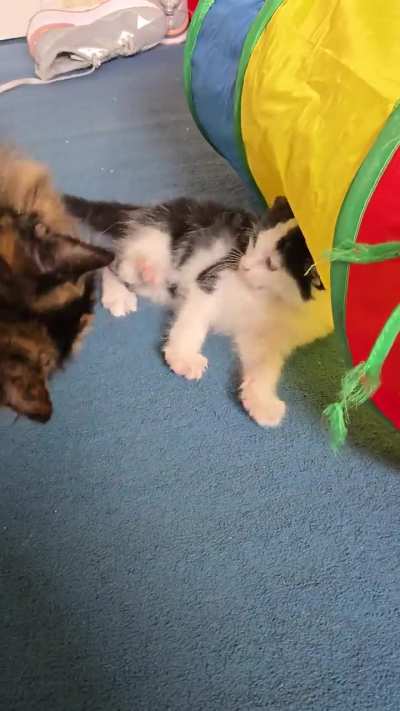 Is this normal behaviour between cat and new kitten?