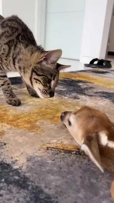 He just wants to make a friend...