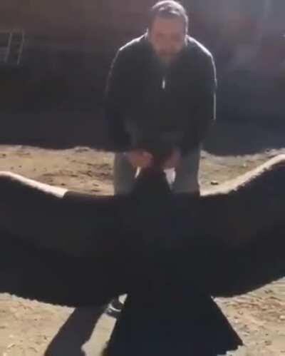 Giant condor flies in to thank the man who nursed him back to health