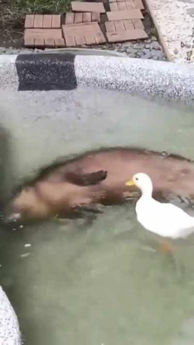 SaVaGe DuCk InStAnT kIlLs HuGe RaT aNd DrOpS iTs BoDy To ThE wAtEr