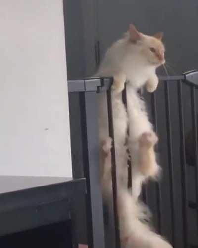 My Favorite Video On The Planet