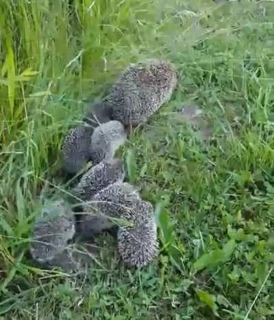 A hedgehog mother looks behind several times to make sure her hoglets are able to follow her closely behind as she walks slowly forward.