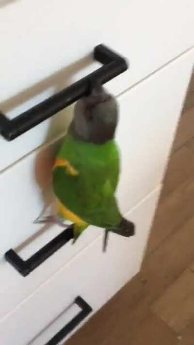 Private Kiwi trying his best