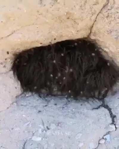 What would it take for you to stick your hand in this hole, here?