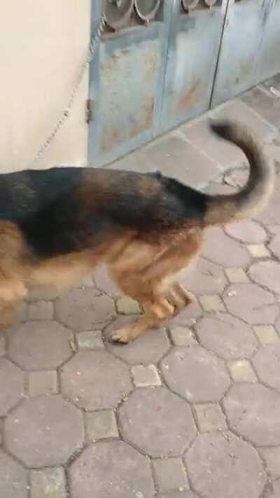 So my father in law gave me this fellow and idk what to do with him. He was rejected from k9 for being too kind.