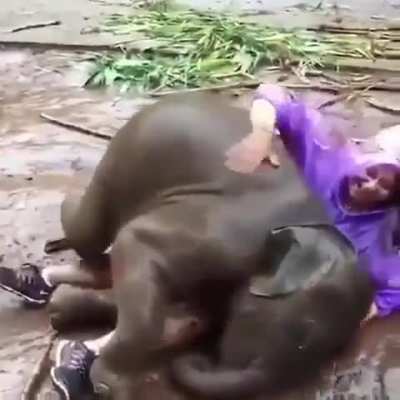 I just love how baby Elephants have no understanding of how absolutely massive they are so they just behave like big dog