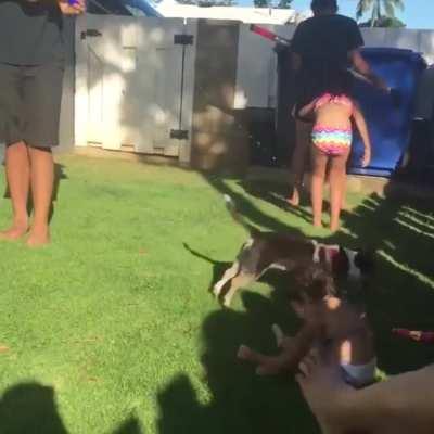 Dogberg with a flying elbow drop!