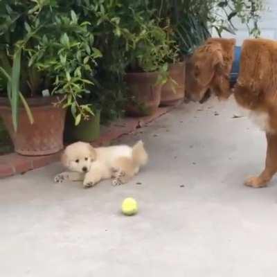 My favorite Derp! Puppy attention deficit disorder.