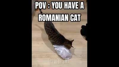 POV : YOU HAVE A ROMANIAN CAT
