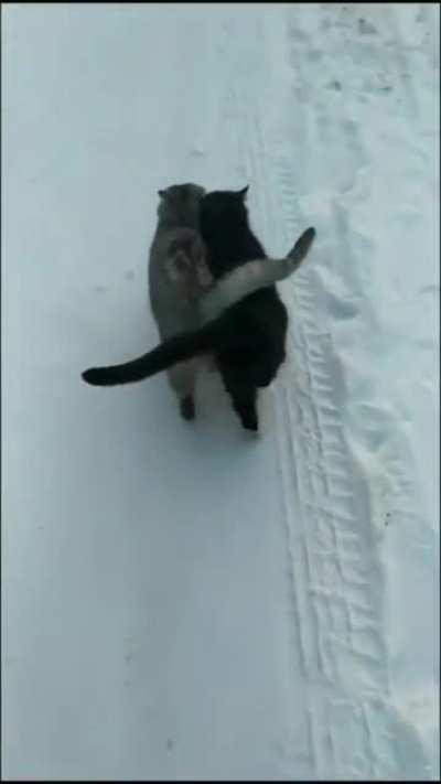 Where have you seen such a pair of cats, it is Dena Husband Wife Happy ka