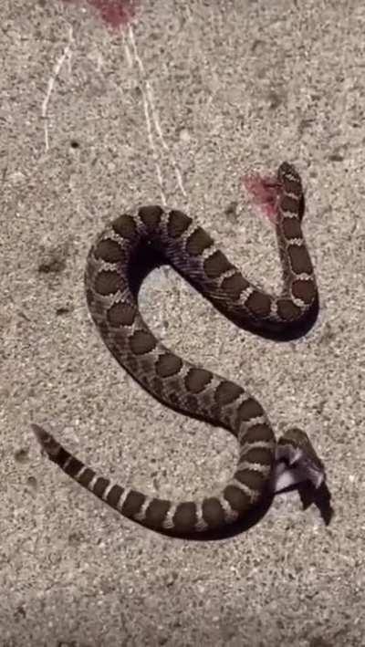 ZOMBIE SNAKE: head and tail are still alive