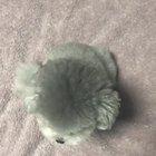 The cutest little guy I've ever seen