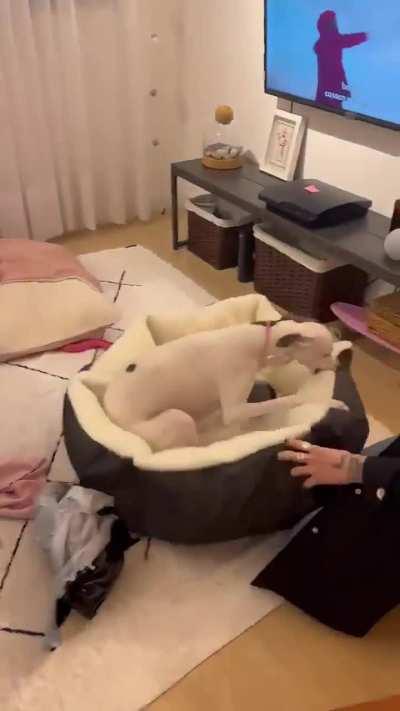 This whippet puppy was so happy unwrapping his new bed