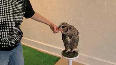 Went to a raptor educational pop up and met Owl Roker, the great horned owl. He talked and nibbled on my kids fingers, apparently thats how he greats everyone.