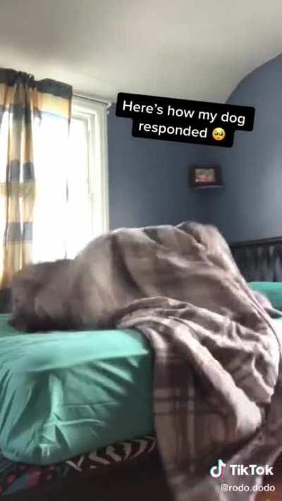 Dog protecting human