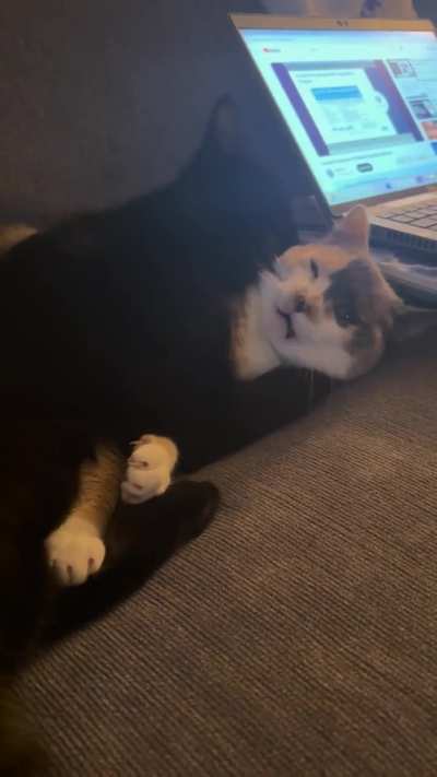 Why are they like this?