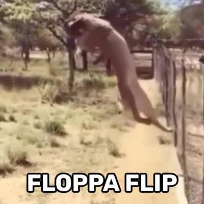 Flippa